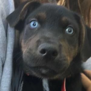 Meet your Posher, Shellie